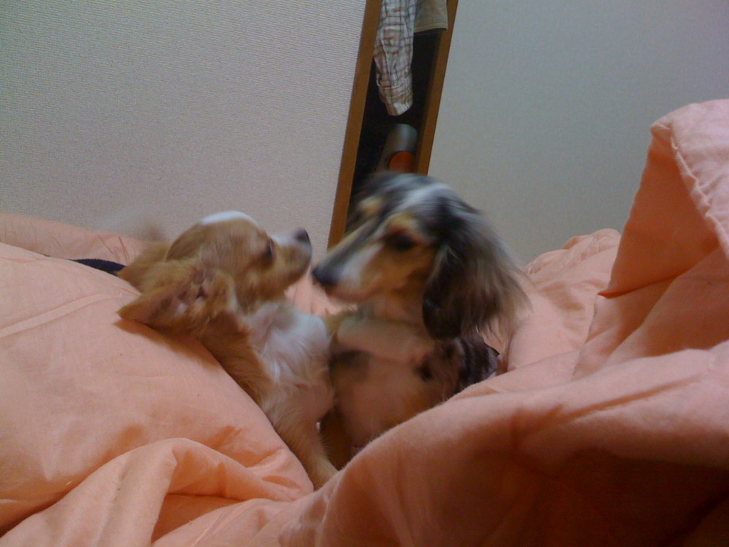 f:id:ken_c_lo:20090426010933j:plain