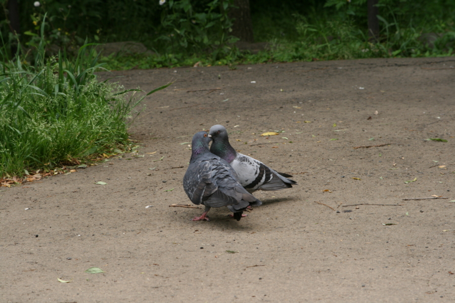 [鳥]