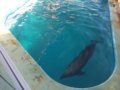 [2013ハイク忘年会][ハイクオフ][水族館]