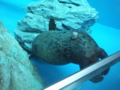 [2013ハイク忘年会][ハイクオフ][水族館]