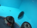 [2013ハイク忘年会][ハイクオフ][水族館]