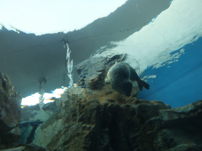 [2013ハイク忘年会][ハイクオフ][水族館]