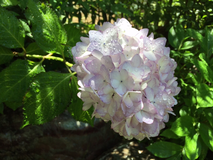 庭の紫陽花