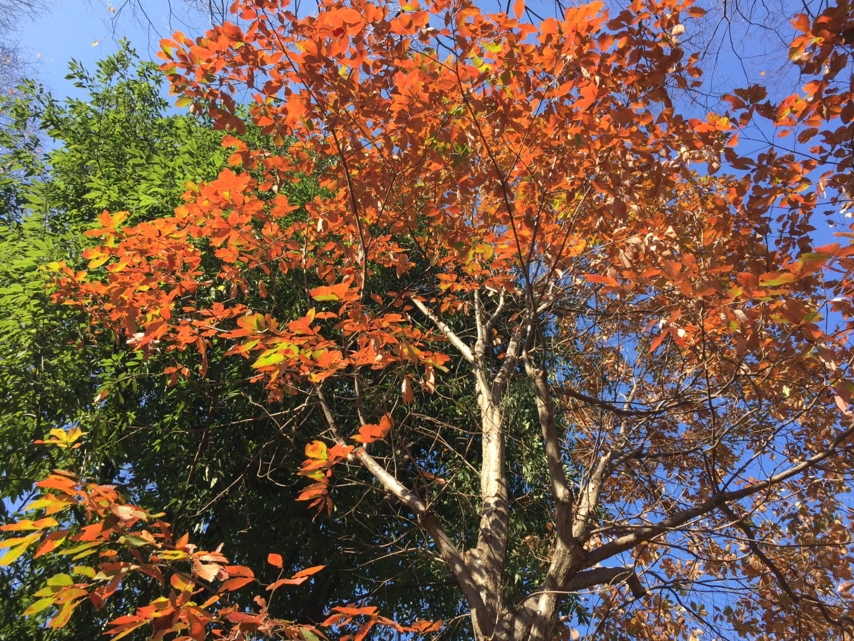 [秋][植物][紅葉]