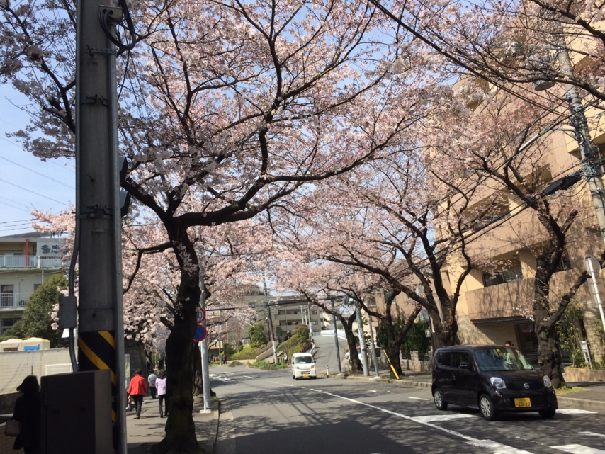 [桜][春]