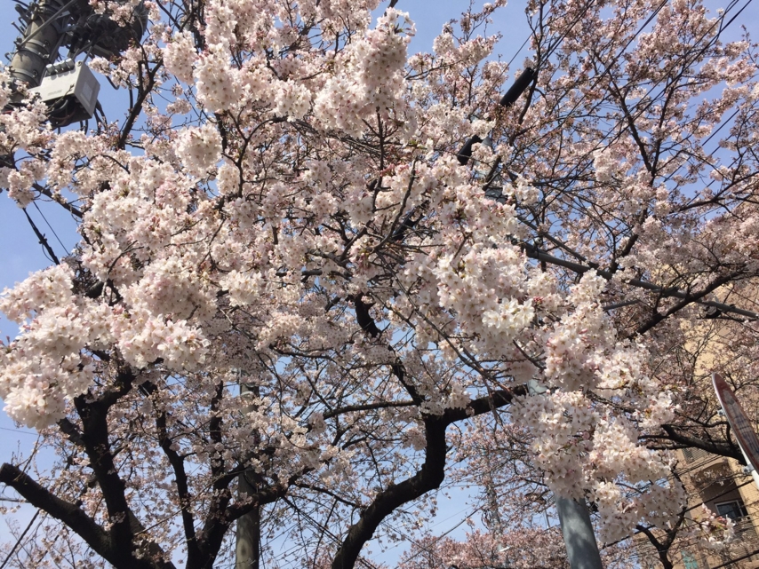 [桜][春]