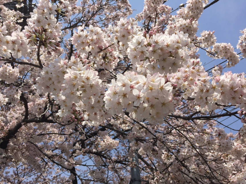 [桜][春]