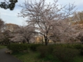 [桜][春]善福寺川緑地