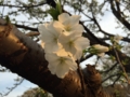 [桜][春]善福寺川緑地