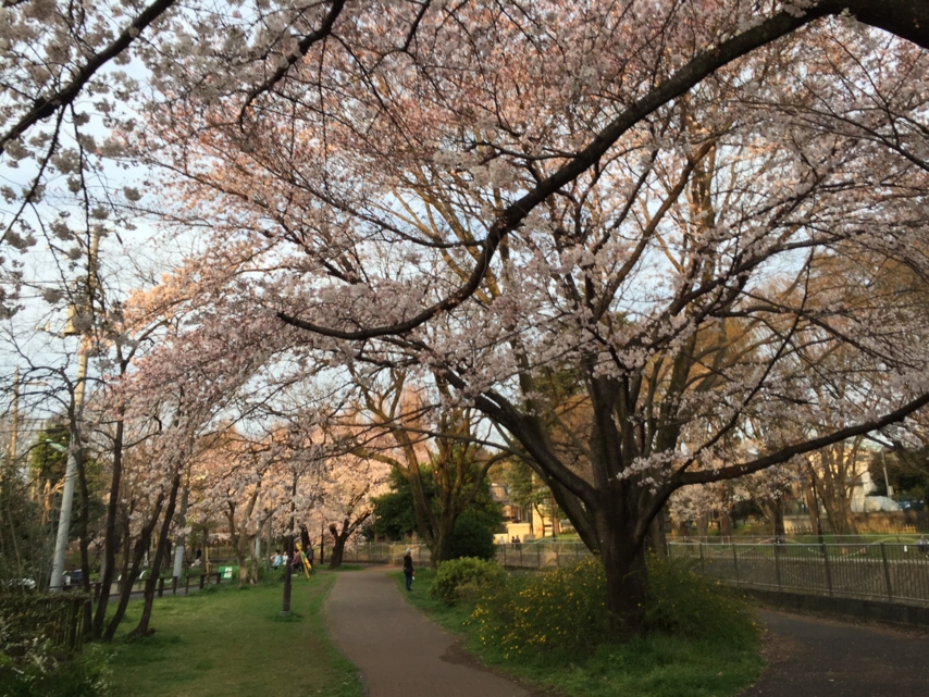 善福寺川緑地