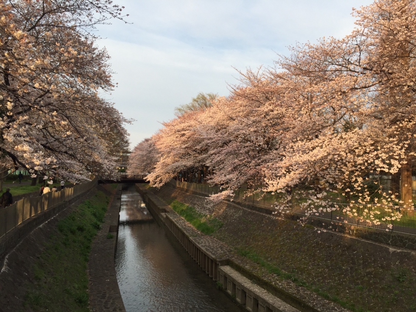 善福寺川緑地