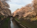 [桜][春]善福寺川緑地