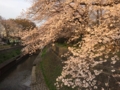 [桜][春]善福寺川緑地