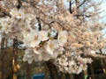 [桜][春]善福寺川緑地