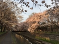 [桜][春]善福寺川緑地