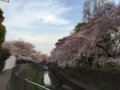 [桜][春]善福寺川緑地