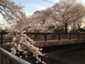 [桜][春]善福寺川緑地