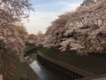 [桜][春]善福寺川緑地