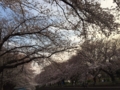 [桜][春]善福寺川緑地