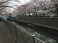 [桜][春]善福寺川緑地