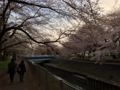 [桜][春]善福寺川緑地