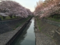 [桜][春]善福寺川緑地