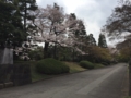 [桜][春]乾通り