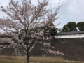 [桜][春]乾通り