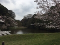 [桜][春]乾通り