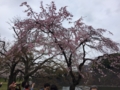 [桜][春]乾通り