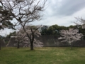 [桜][春]乾通り