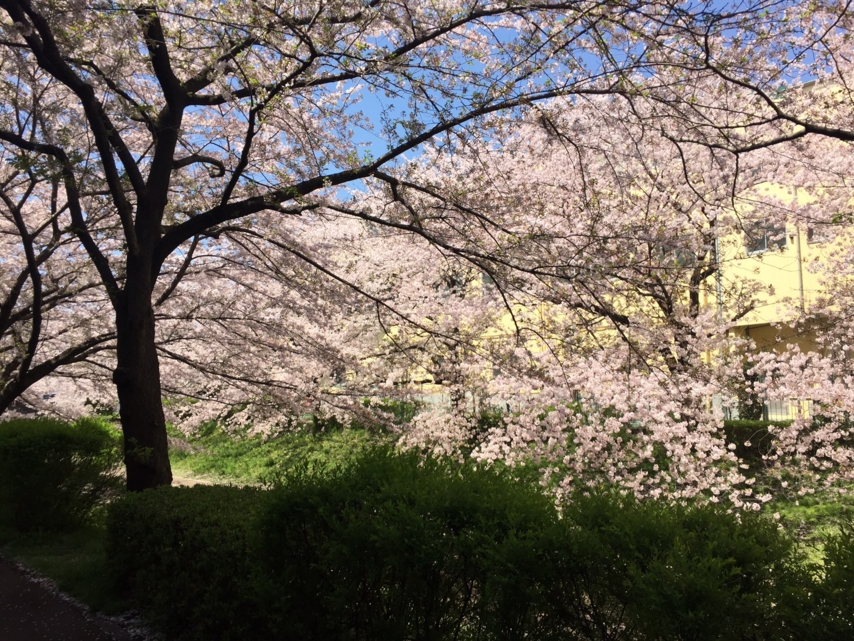 江川せせらぎ緑道