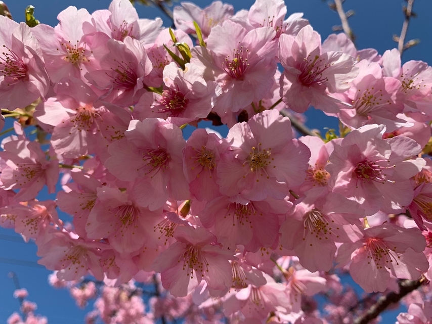 河津桜