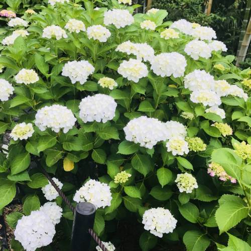 f:id:kenboo7:20180601160009j:plain f:id:kenboo7:20180601160009j:plain