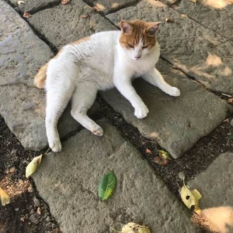 行田市・前玉神社の猫