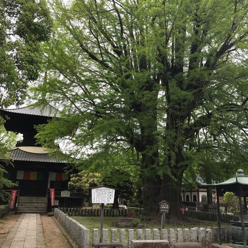 鑁阿寺（ばんなじ）