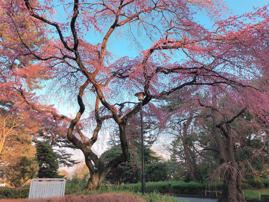 f:id:kenchan-run:20200329222433j:image f:id:kenchan-run:20200329222433j:image