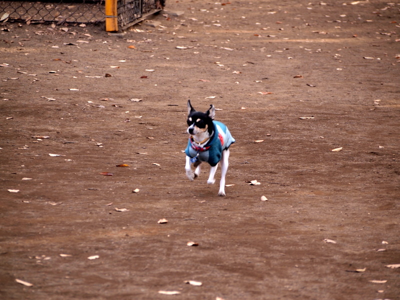 f:id:kenchan090429:20121206075548j:image f:id:kenchan090429:20121206075548j:image
