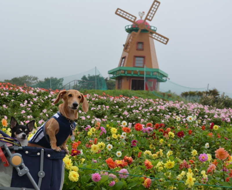 f:id:kenchan090429:20151002131037j:image f:id:kenchan090429:20151002131037j:image