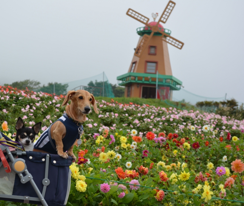 f:id:kenchan090429:20151002131325j:image f:id:kenchan090429:20151002131325j:image