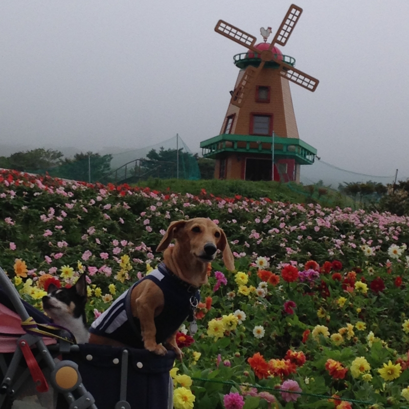 f:id:kenchan090429:20151002131557j:image f:id:kenchan090429:20151002131557j:image