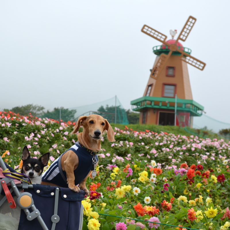f:id:kenchan090429:20151002132004j:image f:id:kenchan090429:20151002132004j:image