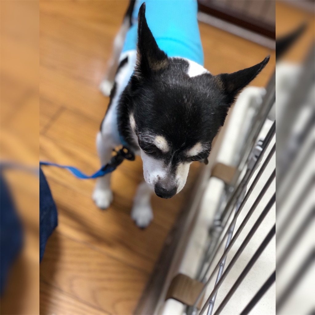 f:id:kenchan090429:20190620100044j:image