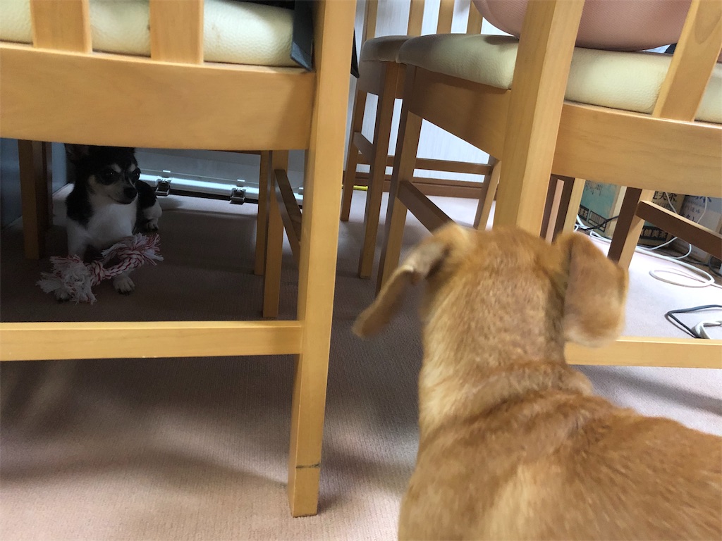 f:id:kenchan090429:20190624194410j:image