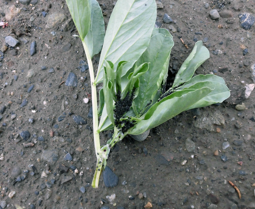 そら豆のアブラムシ駆除と風対策 Kenchan23 S Diary そら豆のアブラムシ駆除と風対策 Kenchan23 S Diary