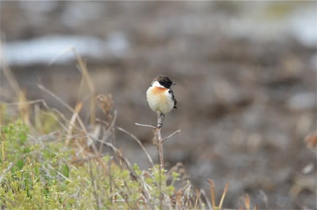 f:id:kenchanaska:20181214202212j:image