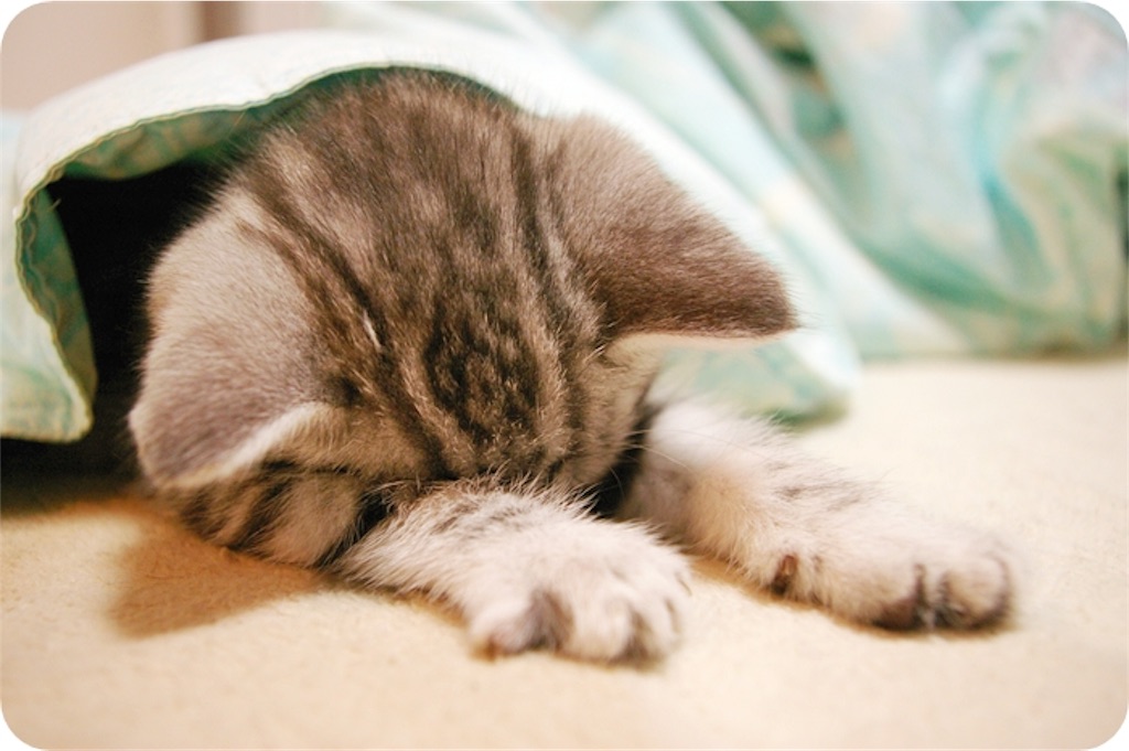 f:id:kenchanaska:20190119212807j:image f:id:kenchanaska:20190119212807j:image