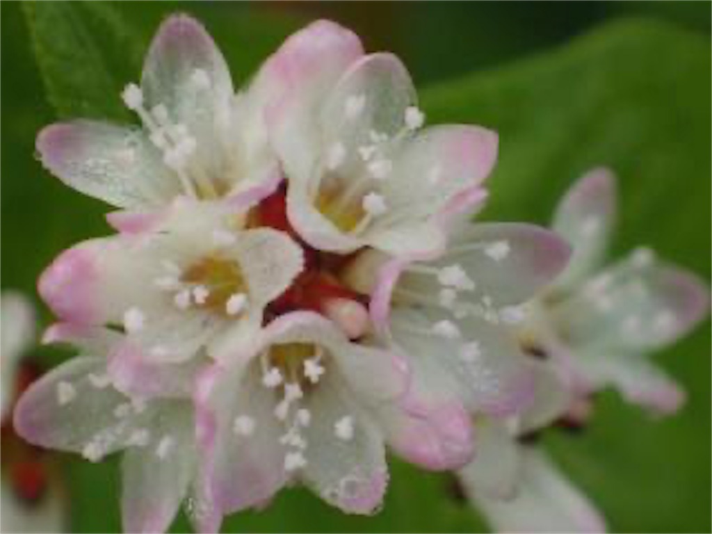 f:id:kenchanaska:20191001082029j:image