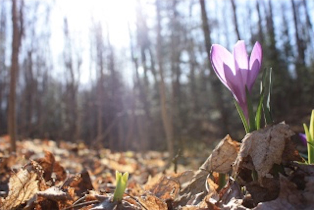 f:id:kenchanaska:20200524160717j:image