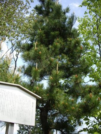 f:id:kenchi555:20110508205859j:image